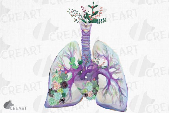Succulent Anatomical Lungs with Heart